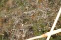Cyrtophora_ZZXYX_D3543_Z_88_Mt Florence station_Australie